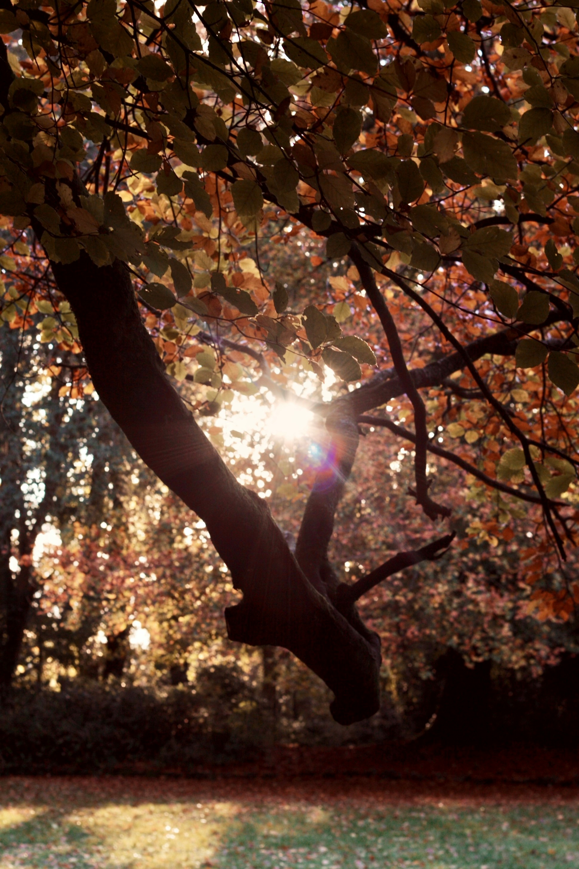 Soft flowers in calm green tones